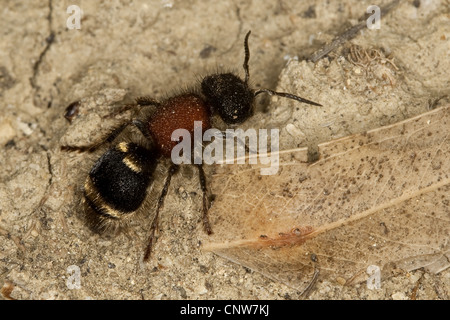 European velvet-ant (Mutilla europaea), from above, Germany Stock Photo