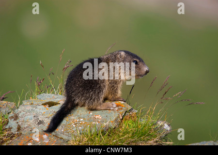 alpine marmot (Marmota marmota), sitting on a rock, Austria, Hohe Tauern National Park, Grossglockner Stock Photo