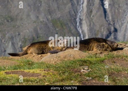 alpine marmot (Marmota marmota), two individuals sunbathing ath their den, Austria, Hohe Tauern National Park, Grossglockner Stock Photo
