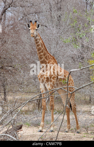 A Giraffe standing amongst thorn bushes at Kruger National Park, South Africa Stock Photo