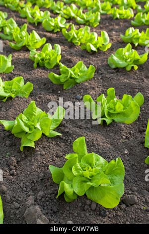 garden lettuce (Lactuca sativa), lettuce growing, Germany Stock Photo