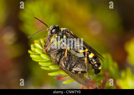 field digger wasp (Mellinus arvensis), carrying a fly in to the nest, Germany Stock Photo