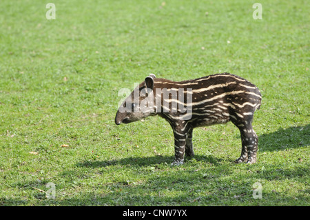 Brazilian tapir, South American tapir (Tapirus terrestris), young Brazilian tapir standing in a meadow Stock Photo