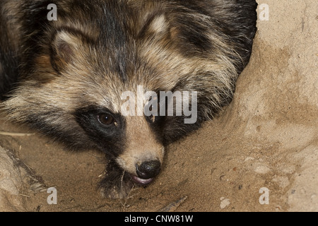 raccoon dog (Nyctereutes procyonoides), portrait at den entrance, Germany Stock Photo