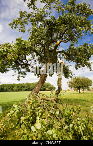 apple tree (Malus domestica), with broken branch, windbreak, Germany, Bavaria Stock Photo