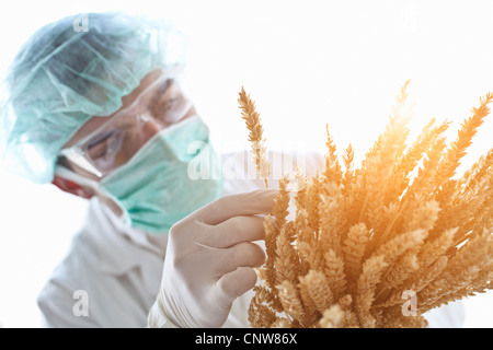 Scientist examining stalks of wheat Stock Photo