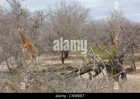 Two Giraffes standing amongst thorn bushes at Kruger National Park, South Africa Stock Photo