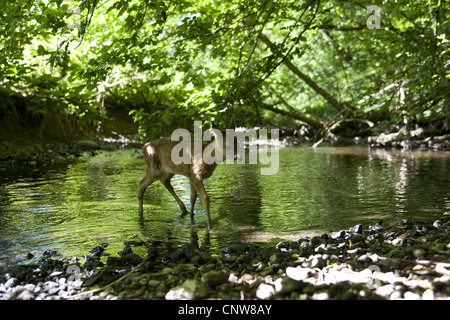 roe deer (Capreolus capreolus), fawn standing in the shallow water of a creek, Germany Stock Photo
