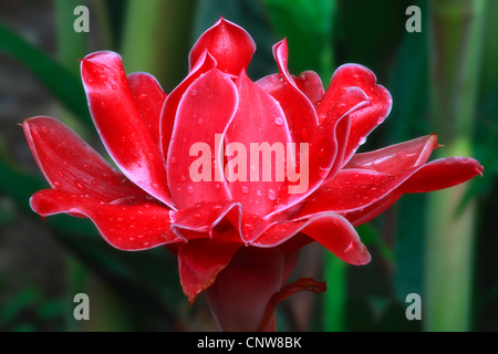 torch ginger (Etlingera elatior), blooming Stock Photo