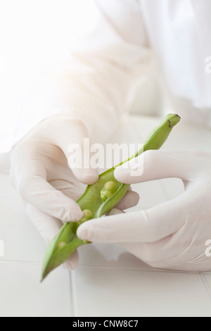 Scientist examining peas in pod Stock Photo