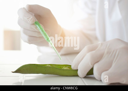 Scientist dropping liquid on peas in pod Stock Photo