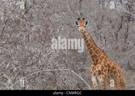 A Giraffe standing amongst thorn bushes at Kruger National Park, South Africa Stock Photo