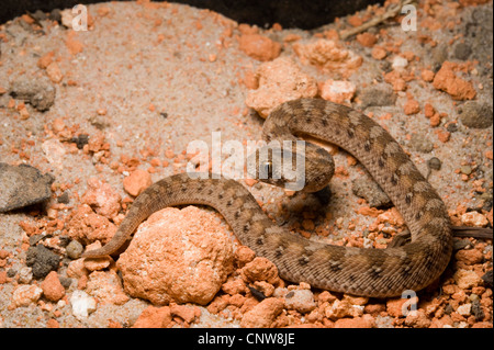 Arabic saw-scaled viper, Palestine saw-scaled viper (Echis coloratus), juvenile Stock Photo
