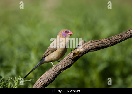 common grenadier (Uraeginthus granatina), female on a branch, Namibia, Weibchen Stock Photo