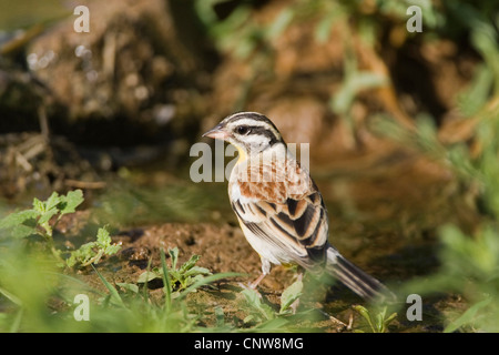 golden-breasted bunting (Emberiza flaviventris), at drinking place, Namibia Stock Photo