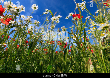 weeds at the border of a barley field, Germany Stock Photo