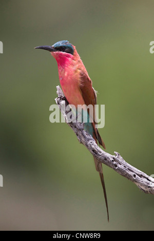 Northern carmine bee eater (Merops nubicus), on branch, Namibia, Caprivi Stock Photo