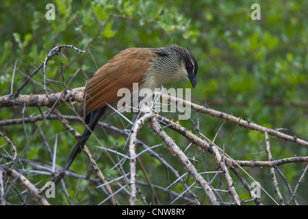 white-browed coucal (Centropus superciliosus), on shrub, Namibia, Mahango National Park Stock Photo