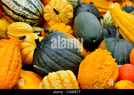 ornamental pumpkin (Cucurbita pepo convar. microcarpina), different ornamental pumpkins Stock Photo