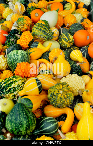 ornamental pumpkin (Cucurbita pepo convar. microcarpina), different ornamental pumpkins Stock Photo