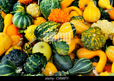 ornamental pumpkin (Cucurbita pepo convar. microcarpina), different ornamental pumpkins Stock Photo