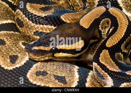 ball python, royal python (Python regius) Stock Photo
