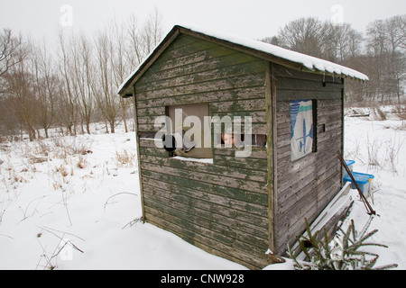 boy taking pictures from camouflage hut at a winter feeding place, Germany Stock Photo