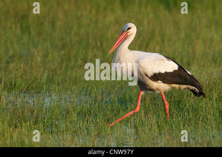 white stork (Ciconia ciconia), on the feed, Hungary, Kiskunsag National Park, Fuellopzallas Stock Photo