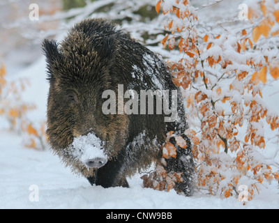 wild boar, pig, wild boar (Sus scrofa), walking through the snow whith the snout white from digging for food, Germany Stock Photo