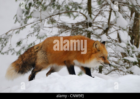 red fox (Vulpes vulpes), in snow on the feed, Germany Stock Photo