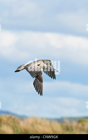 western curlew (Numenius arquata), in flight, United Kingdom, Scotland, Isle of Mull Stock Photo