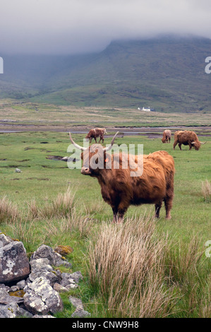 Scottish Highland Cattle (Bos primigenius f. taurus), herd on a meadow on the Isle of Mull, United Kingdom, Scotland, Isle of Mull Stock Photo
