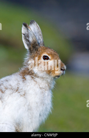 blue hare, mountain hare, white hare, Eurasian Arctic hare (Lepus timidus), partial winter coat, United Kingdom, Scotland, Isle of Mull Stock Photo