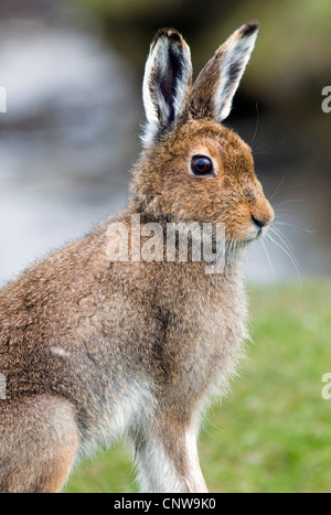 blue hare, mountain hare, white hare, Eurasian Arctic hare (Lepus timidus), with summer fur, United Kingdom, Scotland, Isle of Mull Stock Photo