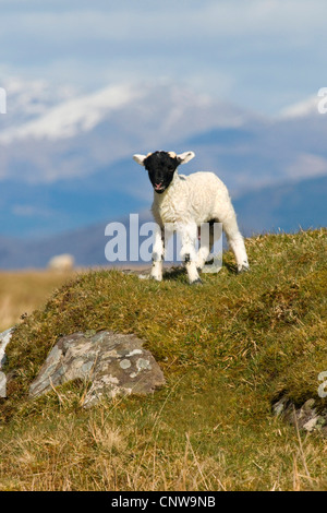 domestic sheep (Ovis ammon f. aries), scottish blackface lamb, United Kingdom, Scotland, Isle of Mull Stock Photo