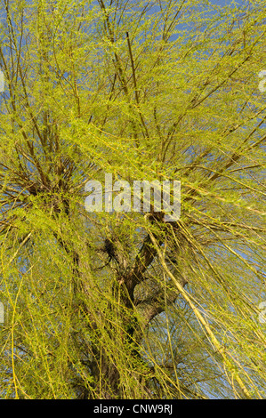 white willow (Salix alba), foliation in spring, Germany Stock Photo