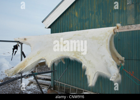 polar bear (Ursus maritimus), skin hanging up for drying, Greenland, Ostgroenland, Tunu, Kalaallit Nunaat, Scoresbysund, Kangertittivag, Ittoqqortoormiit Stock Photo