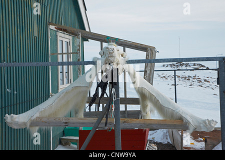 polar bear (Ursus maritimus), skin hanging up for drying, Greenland, Ostgroenland, Tunu, Kalaallit Nunaat, Scoresbysund, Kangertittivag, Ittoqqortoormiit Stock Photo