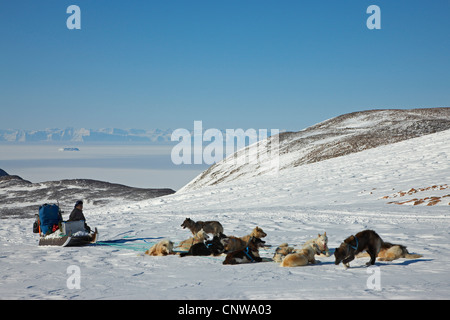 Greenland Dog (Canis lupus f. familiaris), dog sled resting, view to Scoresbysund, Greenland, Ostgroenland, Tunu, Kalaallit Nunaat, Scoresbysund, Kangertittivag, Ittoqqortoormiit Stock Photo