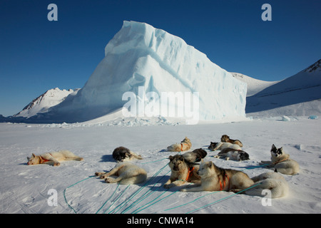 Greenland Dog (Canis lupus f. familiaris), resting dog sled, Greenland, Ostgroenland, Tunu, Kalaallit Nunaat, Scoresbysund, Kangertittivag, Lillefjord Stock Photo