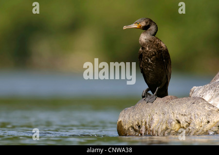 great cormorant (Phalacrocorax carbo), sitting on a rock at the river looking at the water, Germany, Rhineland-Palatinate, NSG Muhlau Stock Photo