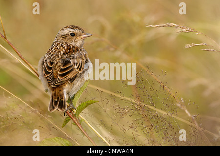 whinchat (Saxicola rubetra), young one sitting on a sprout, Germany, North Rhine-Westphalia, Westerwald Stock Photo
