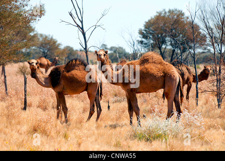 dromedary, one-humped camel (Camelus dromedarius), dromedary in the outback, Australia Stock Photo