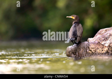 great cormorant (Phalacrocorax carbo), sitting on a rock at the river looking at the water, Germany, Rhineland-Palatinate, NSG Muhlau Stock Photo