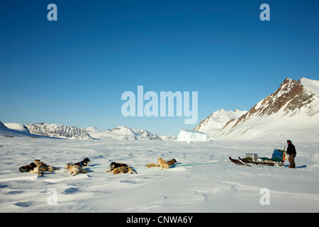 Greenland Dog (Canis lupus f. familiaris), resting dog sled, Greenland, Ostgroenland, Tunu, Kalaallit Nunaat, Liverpool Land, Lillefjord Stock Photo