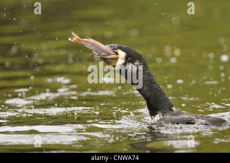 great cormorant (Phalacrocorax carbo), gulping a fish, Germany Stock Photo