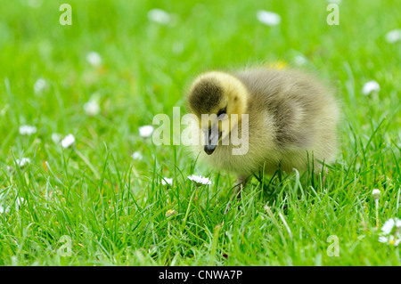 Canada goose (Branta canadensis), chick watching an English daisy, Germany Stock Photo