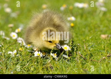 Canada goose (Branta canadensis), chick pecking an English daisy, Germany Stock Photo
