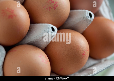 half dozen eggs UK Stock Photo