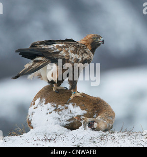 golden eagle (Aquila chrysaetos), sitting on lure, Norway, Namdal, Troendelag, Flatanger, Lauvsnes Stock Photo